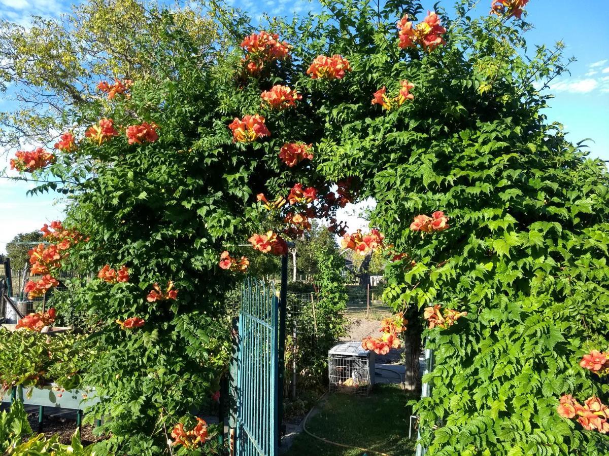 Dhofstede Vakantiewoning オーデナールデ エクステリア 写真
